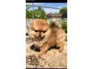 Pomeranian Puppy for sale in Hamilton City, CA, USA
