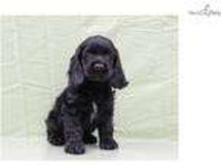 Cocker Spaniel Puppy for sale in Cleveland, OH, USA