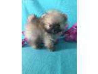 Pomeranian Puppy for sale in Snowville, UT, USA
