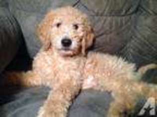 Goldendoodle Puppy for sale in MARTIN, MI, USA