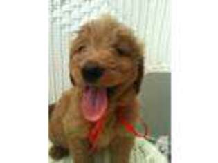 Goldendoodle Puppy for sale in YUBA CITY, CA, USA