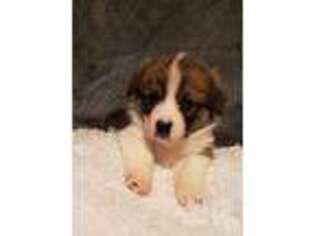 Pembroke Welsh Corgi Puppy for sale in Wise, VA, USA