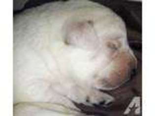 Labrador Retriever Puppy for sale in HODGENVILLE, KY, USA