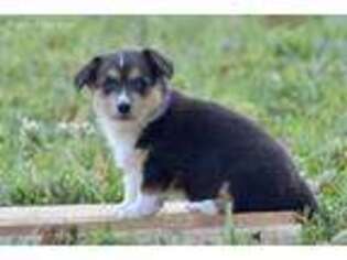 Pembroke Welsh Corgi Puppy for sale in Meadville, PA, USA