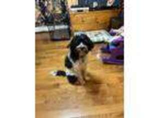 Mutt Puppy for sale in Elverson, PA, USA