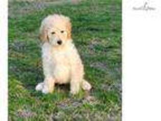 Goldendoodle Puppy for sale in Greensboro, NC, USA