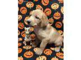Labrador Retriever Puppy for sale in Avery, TX, USA