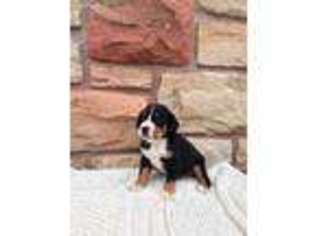 Greater Swiss Mountain Dog Puppy for sale in Lititz, PA, USA