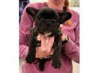 French Bulldog Puppy for sale in Ash Grove, MO, USA