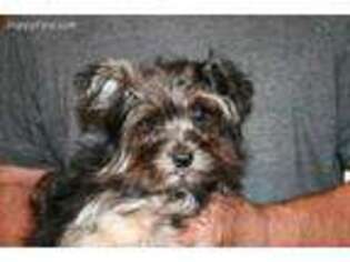 Yorkshire Terrier Puppy for sale in Dawson Springs, KY, USA