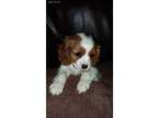 Cavalier King Charles Spaniel Puppy for sale in New Lisbon, WI, USA