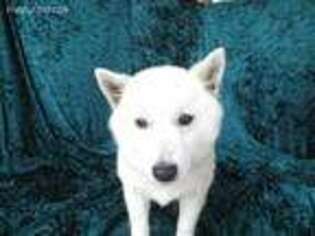 Shiba Inu Puppy for sale in Welch, OK, USA