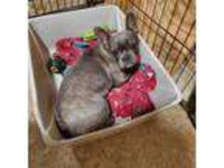 French Bulldog Puppy for sale in Potosi, MO, USA