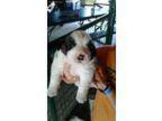 Saint Bernard Puppy for sale in Bloomfield, IN, USA