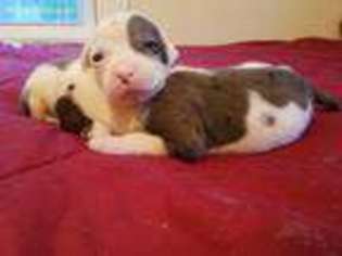 Alapaha Blue Blood Bulldog Puppy for sale in Raleigh, NC, USA