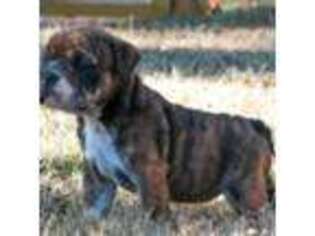 Bulldog Puppy for sale in Brighton, TN, USA