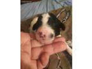 Mutt Puppy for sale in Keysville, VA, USA