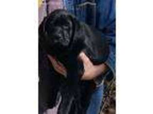 Labrador Retriever Puppy for sale in Hinton, VA, USA