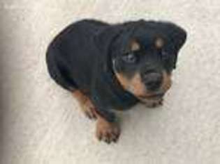 Rottweiler Puppy for sale in Sparta, WI, USA