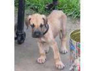 Mutt Puppy for sale in MANVEL, TX, USA