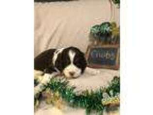 English Springer Spaniel Puppy for sale in Alliance, OH, USA