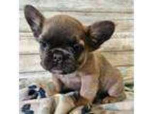 French Bulldog Puppy for sale in Percival, IA, USA