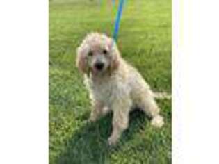 Goldendoodle Puppy for sale in Jersey City, NJ, USA