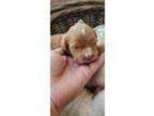 Cavapoo Puppy for sale in Orem, UT, USA