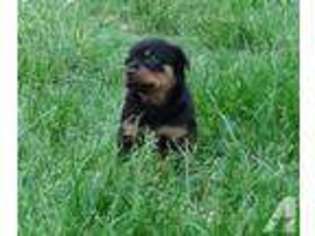 Rottweiler Puppy for sale in ELKRIDGE, MD, USA