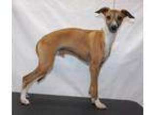 Italian Greyhound Puppy for sale in Trenton, FL, USA