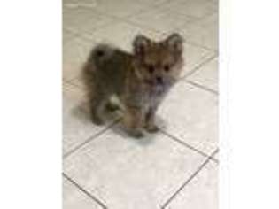 Pomeranian Puppy for sale in Powder Springs, GA, USA