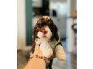 Cavapoo Puppy for sale in Laurel, DE, USA