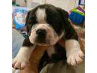 Bulldog Puppy for sale in Cullman, AL, USA