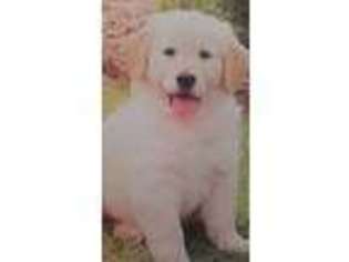 Golden Retriever Puppy for sale in Stroudsburg, PA, USA