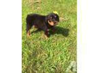 Rottweiler Puppy for sale in DAYVILLE, CT, USA