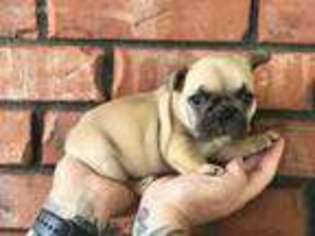 French Bulldog Puppy for sale in Elgin, OK, USA