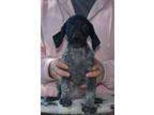 German Shorthaired Pointer Puppy for sale in Gainesville, GA, USA