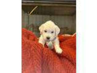 Mutt Puppy for sale in Andersonville, TN, USA