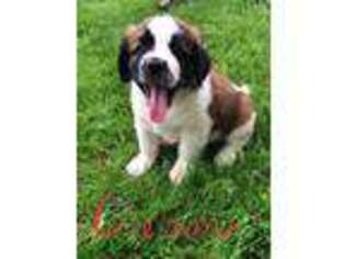 Saint Bernard Puppy for sale in Albion, ME, USA