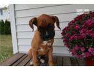 Boxer Puppy for sale in Indianapolis, IN, USA