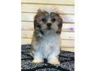 Mal-Shi Puppy for sale in Knoxville, IA, USA