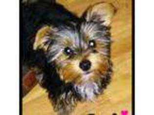 Yorkshire Terrier Puppy for sale in Youngsville, LA, USA