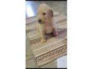 Labradoodle Puppy for sale in Loogootee, IN, USA