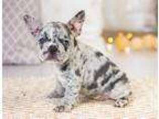 French Bulldog Puppy for sale in Clarkston, MI, USA