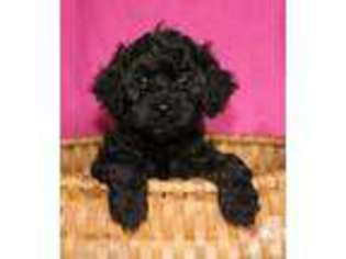 Cavapoo Puppy for sale in OWATONNA, MN, USA