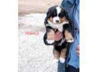 Bernese Mountain Dog Puppy for sale in Green Valley, AZ, USA