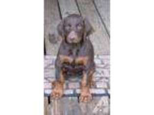 Doberman Pinscher Puppy for sale in CRAWFORD, TN, USA