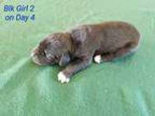 Great Dane Puppy for sale in WILLCOX, AZ, USA