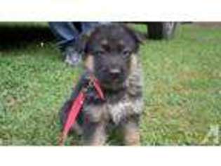 German Shepherd Dog Puppy for sale in JEFFERSON, OH, USA