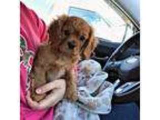 Cavalier King Charles Spaniel Puppy for sale in Thorp, WI, USA